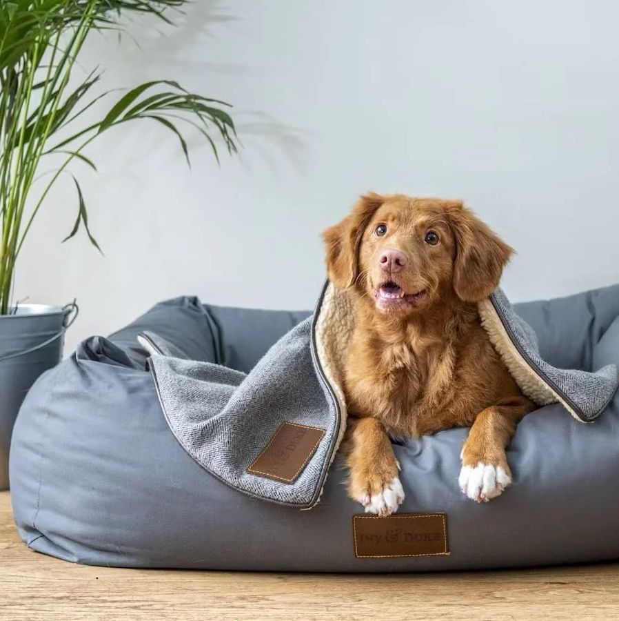 Pet Friendly Condos in Phuket